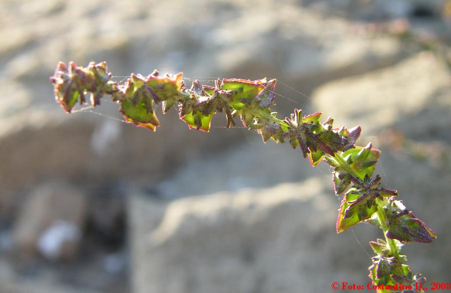 Atriplex prostrata / Atriplice comune